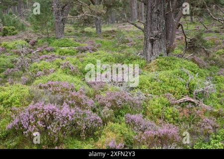 Heidekraut und Blaeberry / Heidelbeere (Vaccinium myrtillus) Bodenflora in alten Kiefernwäldern, Abernethy National Nature Reserve, Cairngorms National Park, Schottland, Großbritannien, Juni Stockfoto