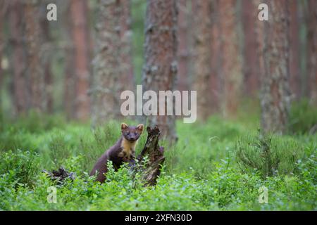 Pinienmarder (Martes martes) im Kiefernwald, Glenfeshie, Cairngorms National Park, Schottland, Vereinigtes Königreich, Juli. Stockfoto