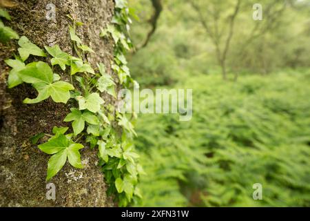 Ivy (Hedera helix) wächst auf Eiche (Quercus sp) im Atlantischen Eichenwald, Taynish National Nature Reserve, Argyll, Schottland, Vereinigtes Königreich, Juni. Stockfoto