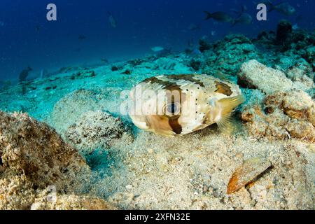 Langdornschweinfische (Diodon holocanthus) Salvatierra Wrack Tauchplatz, Meer von Cortez, Baja California, Mexiko, Ostpazifik Stockfoto