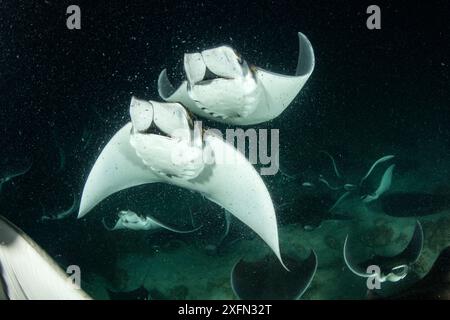 Schule von Munk's Teufelsrochen (Mobula munkiana), Fütterung von Plankton bei Nacht, Espiritu Santo Island, Meer von Cortez, Baja California, Mexiko, Ostpazifik Stockfoto