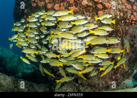 Schwarm von blau-goldenen Schnapper (Lutjanus viridis), Meer von Cortez, Baja California, Mexiko, Ostpazifik Stockfoto