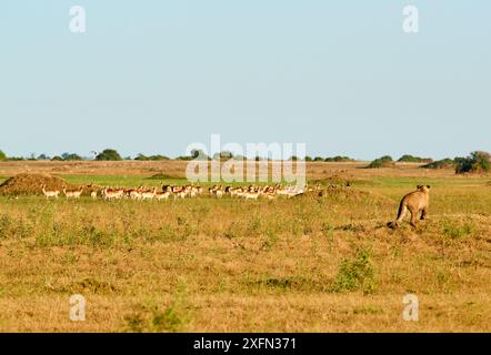 Afrikanische Löwin (Panthera leo) nach einer Rotlechwe-Herde (Kobus leche) in der Konzession Duba Plains. Okavango Delta, Botswana Stockfoto