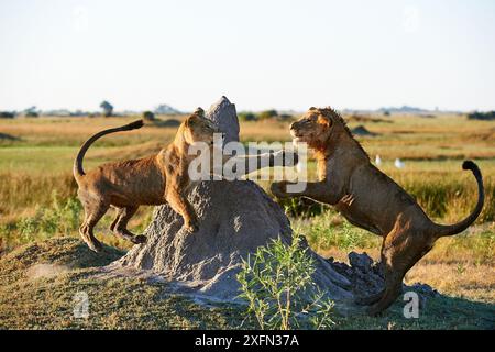 Afrikanische Löwin (Panthera leo) spielt mit ihrem jungen Jungen im Alter von 2 Jahren in der Duba Plains Concession. Okavango Delta, Botswana Stockfoto