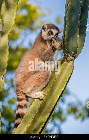 Ringschwanzlemuren (Lemur catta), die Kakteen fressen, Berenty Private Reserve, Südmadagaskar. Stockfoto