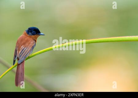 Madagaskar / Madagassisches Paradies Flycatcher {Terpsiphone mutata} hoch, Anjajavy Private Reserve, Nordwesten Madagaskars. Stockfoto