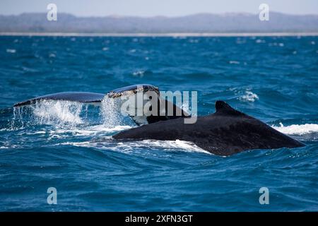 Buckelwale (Megaptera novaeangliae), zwei, einer mit dem Schwanz, der beim Tauchen aus dem Wasser austritt, der andere mit einer Flosse. Anjajavy Private Reserve im Hintergrund. Mosambique Channel, Indischer Ozean, Nordwesten Madagaskars, August 2016. Stockfoto