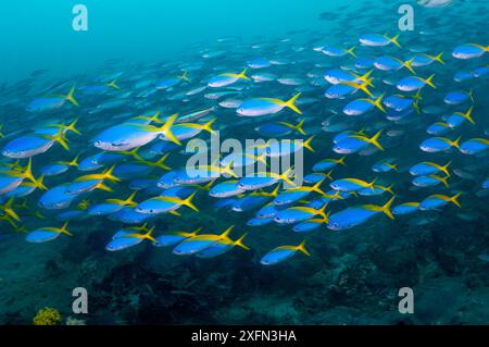 Gelb- und blueback-Füsilier (Caesio teres) lernen über Korallenriff in West-Papua, Indonesien. Stockfoto