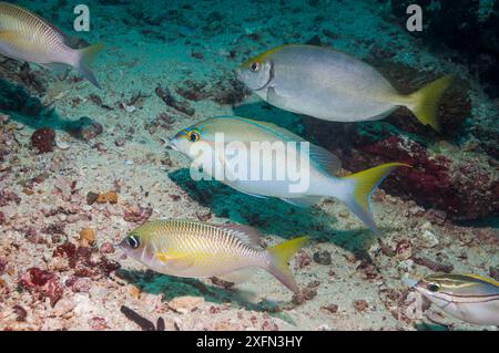 Pearly Spinecheek / Pearly monocle Brasse (Scolopsis margaritifer), Rainbow Monocle Brasse / kahle Scolopsis temporalis) und Pearly Spoted Rabbitfish (Siganus fuscescens). West Papua, Indonesien. West Papua, Indonesien. Stockfoto