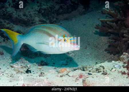 Regenbogenbrasse / kahle Fleckenbrasse (Scolopsis temporalis), West Papua, Indonesien. Stockfoto