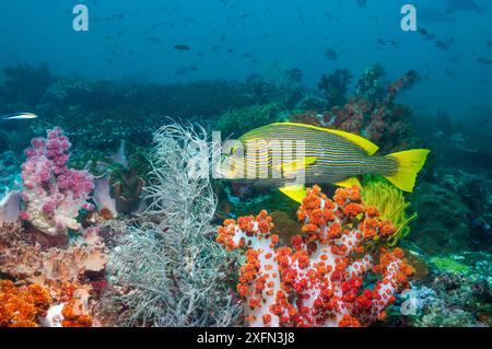 Ribbon Sweetlip (Plectorhinchus polytaenia) und Black Coral (Antipathes dichotoma), West Papua, Indonesien. Stockfoto