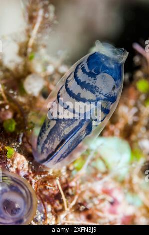 Blue Club Tunicate (Rhopalaea circula), West Papua, Indonesien. Stockfoto