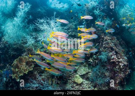 Großaugenschnappern (Lutjanus lutjanus) schwimmen im Korallenriff einschließlich der Schwarzen Korallen (Antipathes dichotoma) in West Papua, Indonesien. Stockfoto