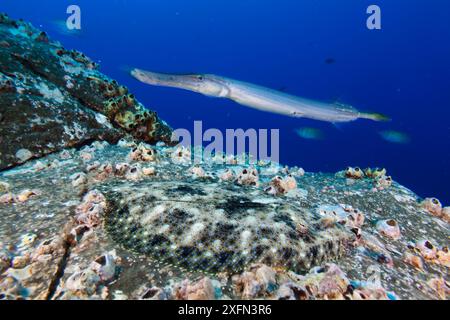 Tropischer Flunder (Bothus Mancus) und chinesischer Trompetenfisch (Aulostomus chinensis), Socorro Island, Revillagigedo Archipel Biosphärenreservat (Socorro Islands), Pazifik, Westmexiko, März Stockfoto