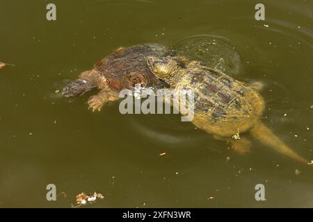 Schnappschildkröte (Chelydra serpentina) Paarung, Maryland, USA, April. Stockfoto