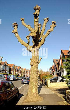 Stark bestäubter London Plane Tree (Platanus x hispanica) in der Surburban Street, London Borough of Haringay, England Großbritannien, Februar 2014. Stockfoto