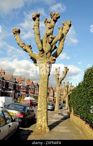 Stark bestäubte London Plane Trees (Platanus x hispanica) in der Surburban Street, London Borough of Haringay, England Großbritannien, Februar 2014. Stockfoto