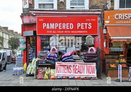 Pampered Pets PET Shop, mit - Kittens Ready Now - Schild, Holloway Road, London Borough of Islington, England, UK, August. Stockfoto