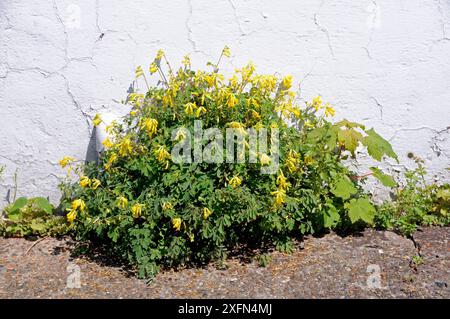 Gelber corydalis (Corydalis lutea), der aus einem Riss am Rand eines Gebäudes wächst, Highbury, Islington, London, Großbritannien Mai. Stockfoto