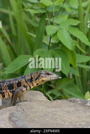 Goldene Tegu-Eidechse (Tupibambis teguixin) Trinidad, April. Stockfoto