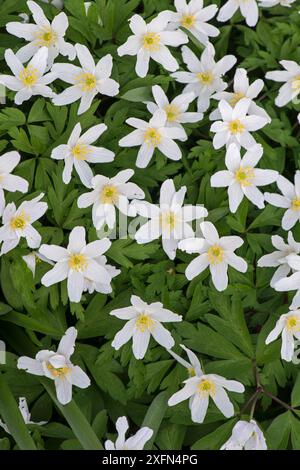 Holzanemone (Anemone nemorosa) Surrey, England, Großbritannien, März. Stockfoto