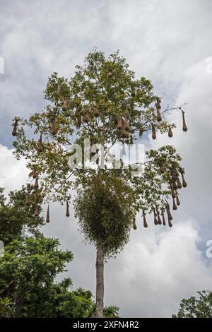 Oropendola (Psarocolius decumanus insularis) nistende Kolonie in Baum, Trinidad. Stockfoto