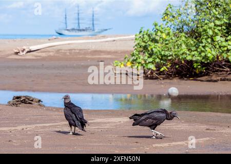 Schwarzer Geier (Coragyps atratus) am Strand an der Mündung des Drake River. Corcovado Nationalpark. Osa, Costa Rica. Stockfoto