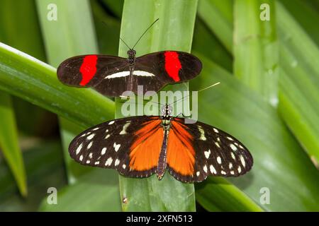 Roter Postmann-Schmetterling (Heliconius erato) (oben) und Tiger-Langflügel (Heliconius hekale) La Paz Wasserfall Gardens, Costa Rica. Stockfoto