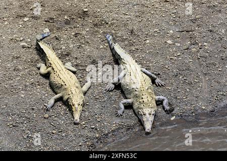 Amerikanisches Krokodil (Crocodylus acutus) Rio Tarcoles, Carara-Nationalpark, Costa Rica, Februar. Stockfoto