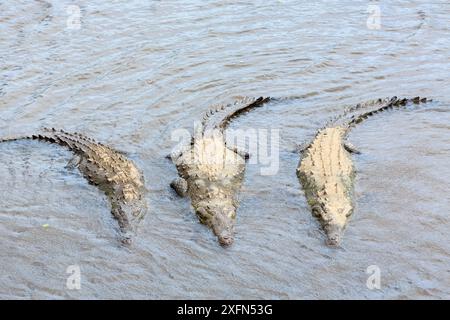 Amerikanische Krokodile (Crocodylus acutus) Gruppe von drei Basking, Rio Tarcoles, Carara Nationalpark, Costa Rica Stockfoto
