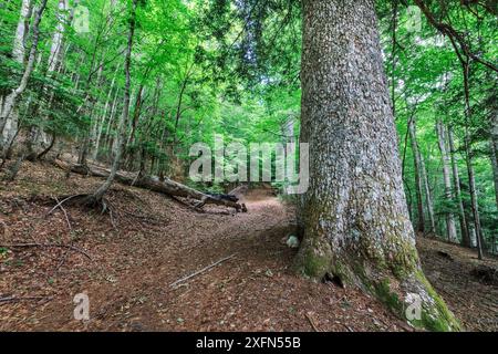 Silbertanne (Abies alba) in Mischholz, Juni Sila Nationalpark, Kalabrien, Italien, Juni 2013. Stockfoto