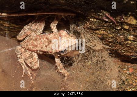 Agile Frosch (Rana dalmatina) im Wasser, Sila Piccola Südhang, Valli Cupe Canyon, Sila Nationalpark, Kalabrien, Italien. Juni 2013. Stockfoto