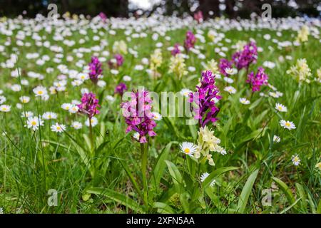 Römische Orchideen (Dactylorhiza romana) vor einem Hintergrund von Ochsenaugendrosseln Leucanthemum vulgare. Sila Nationalpark, Kalabrien, Italien. Juni 2013. Stockfoto