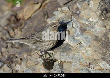 Rock Pipit (Anthus Petrosus) auf der Suche nach Wirbellosen an einer felsigen Klippe, Cornwall, Großbritannien, April Stockfoto