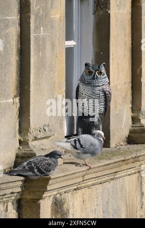 Zwei Eisentauben (Columba Livia), die auf einer Fensterbank ruhen, ohne Angst vor einem Plastikadler Eulen Köder Vogel Schar, Bath, UK, März. Stockfoto