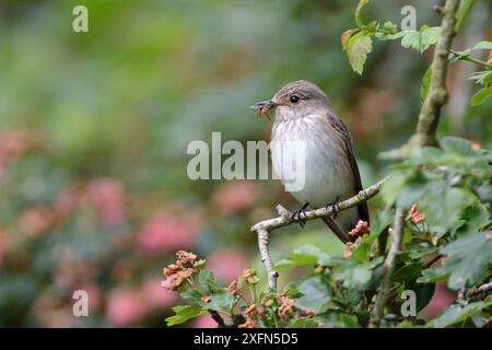 Gefleckter Fliegenfänger (Muscicapa striata) in einem Weißdornbaum (Crataegus sp.) Mit einer Marmelade hoverfly (Episyrphus balteatus) und einem anderen Insekt, das sie im Schnabel gefangen hat, Cornwall, Großbritannien, Juni. Stockfoto