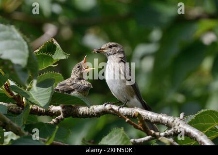 Gefleckter Fliegenfänger (Muscicapa striata) füttert ein Küken, das gerade seine Nistbox mit einer Einzelbiene verlassen hat, Cornwall, Großbritannien, August. Stockfoto