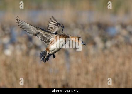 Wigeon (Anas penelope) weiblich im Flug über einem Schilfbett, um auf einem überfluteten Sumpfgebiet zu landen, Greylake RSPB Reserve, Somerset Levels, Großbritannien, Januar. Stockfoto