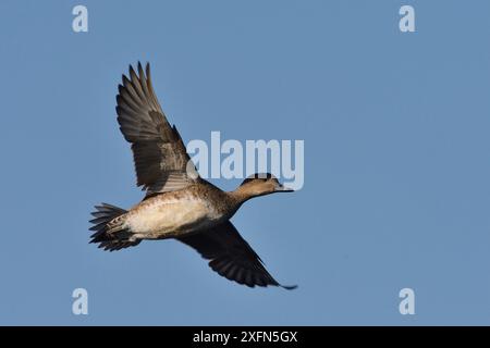 Wigeon (Anas penelope) weiblich im Flug über Kopf, Greylake RSPB Reserve, Somerset Levels, Großbritannien, Januar Stockfoto