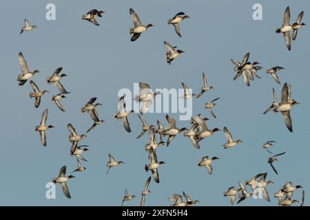 Mixed Wigeon (Anas penelope) und Common Teal (Anas crecca) Herde, die sich im Flug über Kopf drehen, Gloucestershire, Großbritannien, Januar. Stockfoto