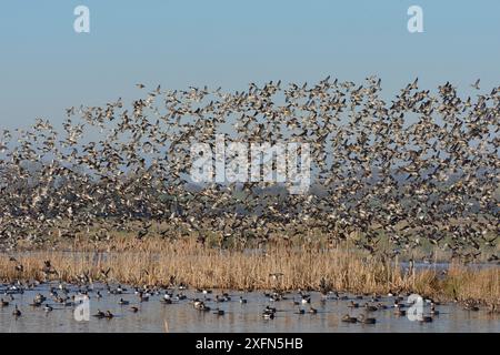 Eine dichte Herde von Blaugrün (Anas crecca) und Wigeon (Anas penelope), die über Nordschaufeln (Anas clypeata) und anderen Jungvögeln auf überfluteten Sumpfgebieten fliegen, RSPB Greylake, Somerset, Vereinigtes Königreich, Januar. Stockfoto