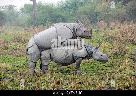 Männliche und weibliche Verpaarung der großen Einhörner (Rhinoceros unicornis). Kaziranga-Nationalpark, Assam, Indien. Stockfoto