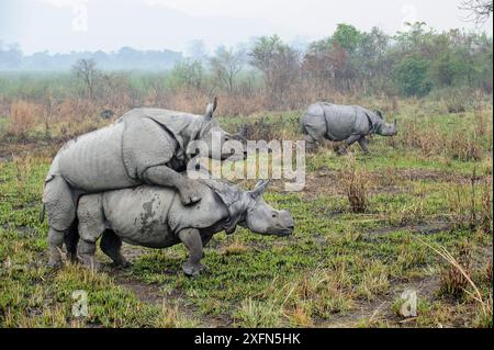 Männlich und weiblich große einhörnige Nashörner (Rhinoceros unicornis) paaren sich mit rivalisierenden Männchen, die zuschauen. Kaziranga-Nationalpark, Assam, Indien. Stockfoto