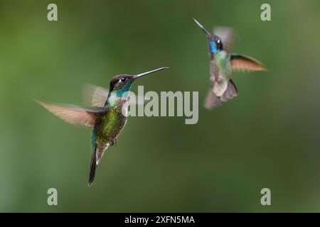 Männliche prächtige Kolibris (Eugenes fulgens) schweben im Flug. Bergwald, Bosque de Paz, Karibikhang, Costa Rica, Mittelamerika. Stockfoto