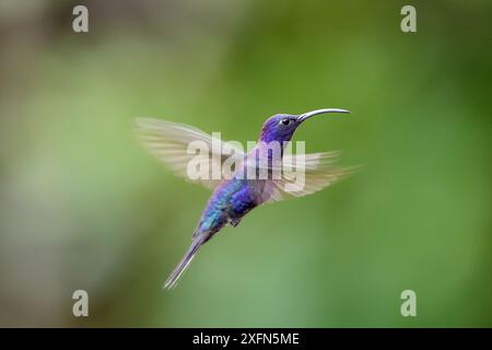 Männlicher Violettsäbel (Campylopterus hemileucurus) schwebend / in Flugfolge. Bergwald, Bosque de Paz, Karibikhang, Costa Rica, Mittelamerika. Stockfoto