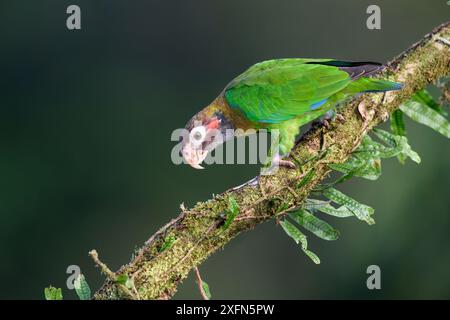 Braunhaubenpapagei (Pyrilia haematotis) im Regenwalddach. Laguna del Lagarto, Boca Tapada, Karibikhang, Costa Rica, Mittelamerika. Stockfoto