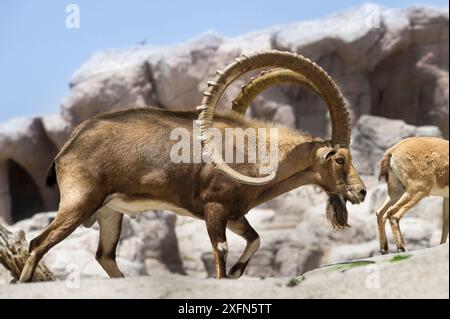 Männlicher nubischer Steinbock (Capra nubiana) im Arabian Wildlife Centre Captive-Breeding Projekt, Sharjah, Vereinigte Arabische Emirate. (Unverlierbar) Stockfoto