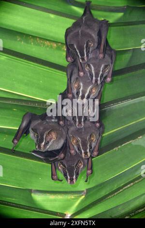 Gewöhnliche Zelt machende Fledermäuse (Uroderma bilobatum), die unter Palmblättern sitzen. Tiefland-Regenwald, Pacific Slope. Bosque de Cabo, Halbinsel Osa in der Nähe des Corcovado Nationalparks, Costa Rica, Mittelamerika. Stockfoto