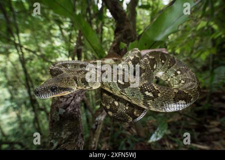 Madagaskar Tree Boa (Sanzinia madagascariensis) in Walduntergeschoss gewickelt. Montaner Regenwald, Marojejy Nationalpark, Nordosten Madagaskars. Stockfoto
