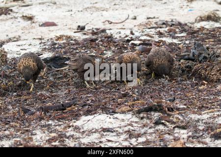 Die Gruppe der gestreiften Caracara (Phalcoboenus australis) sucht nach Nahrung unter Algen, Saunders Island, Falklandinseln, November. Stockfoto